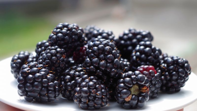 Planting Your Blackberries